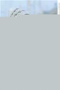 六十年代婚后日常 作者 画里风里